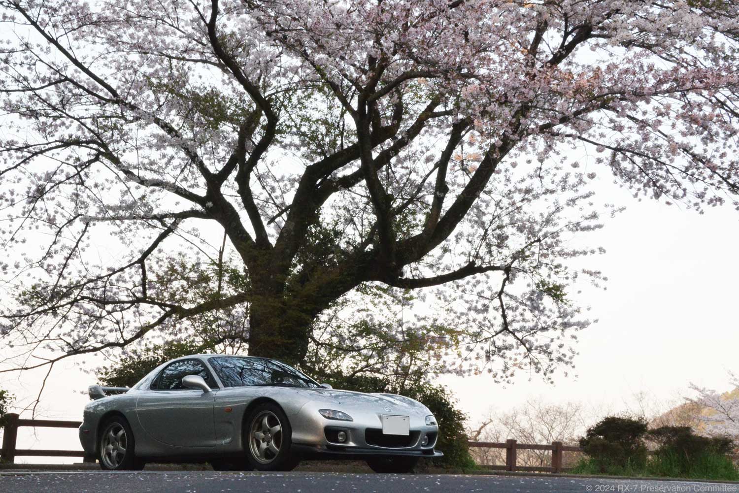 大きな桜の木とRX-7(FD3S)の写真