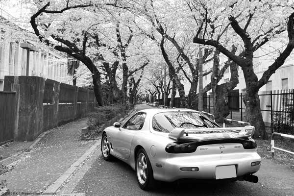桜のトンネルとRX-7(FD3S)の写真
